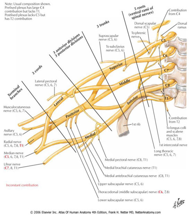  MR Brachial Plexus (Bilateral) WO ENT Protocol image