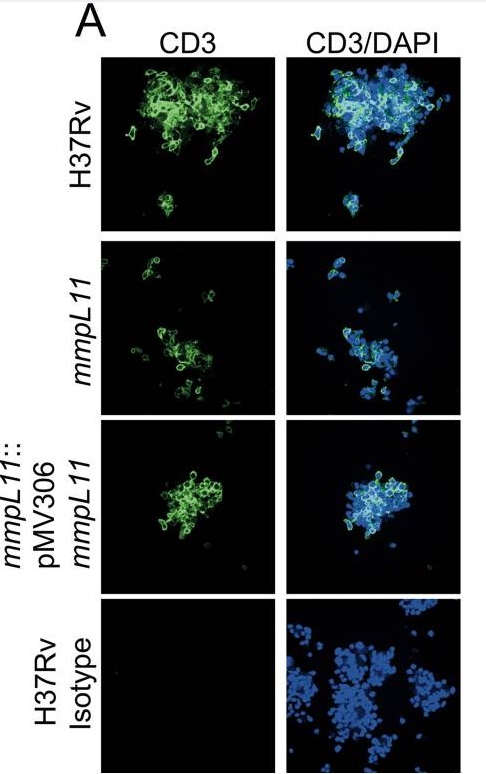 In vitro granuloma structures contain CD3+ and CD68+ cells and M. tuberculosis.