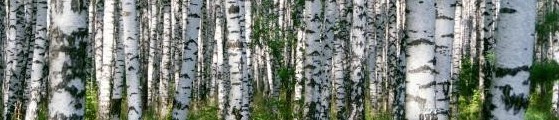 Birch Trees