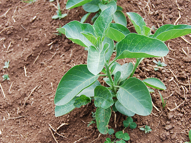 An ashwagandha plant, planted in soil