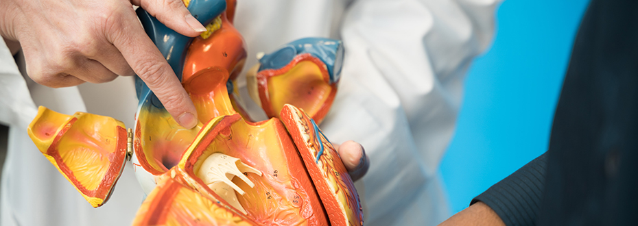 A doctor showing a cross-section model of a human heart to a patient.