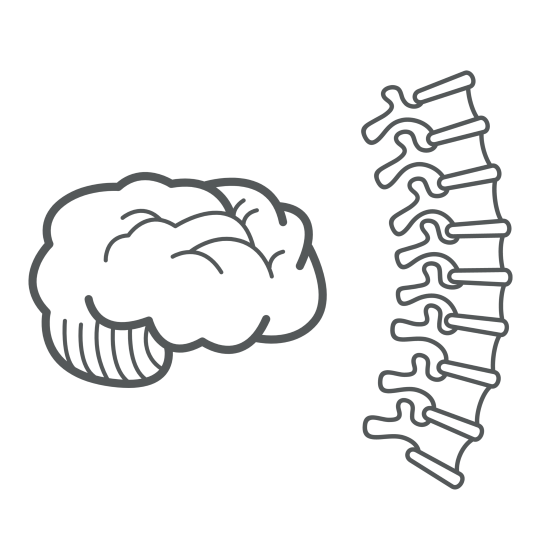pencil drawing of brain and spine