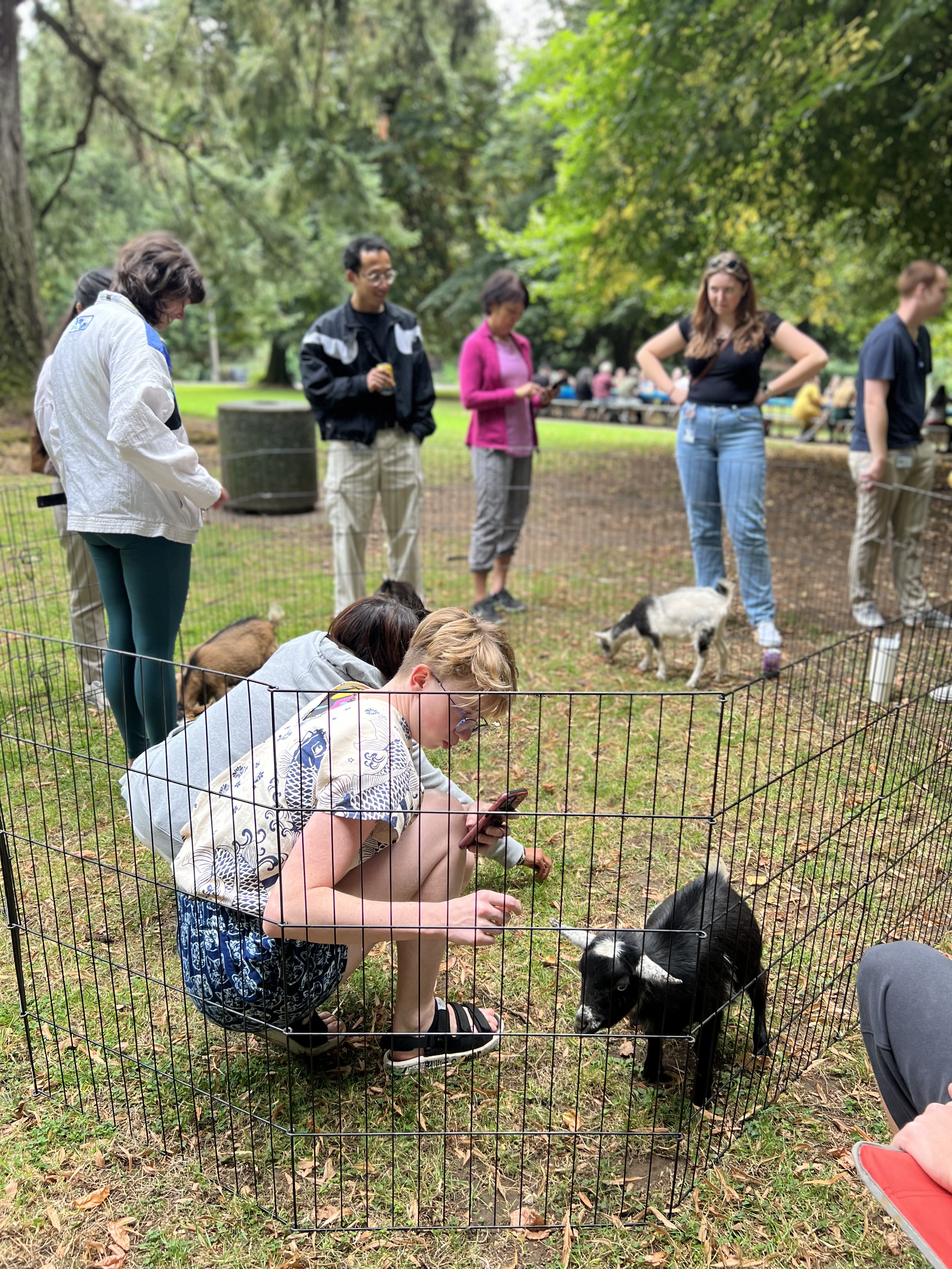 Pygmy goats at CDCB summer picnic