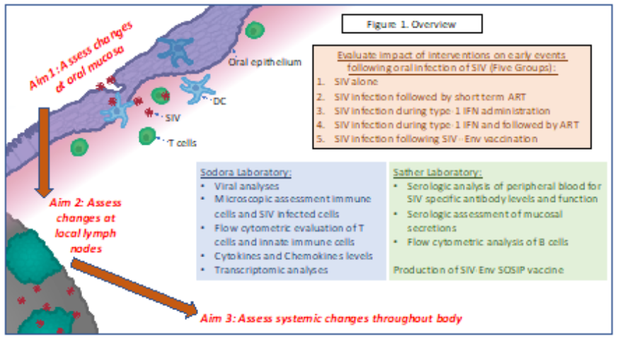 Images represent the immune cell population at the site of intraepithelial injection and the use of this model to study early events in SIV transmission from the mucosa to the local draining lymph node and then systemic spread.