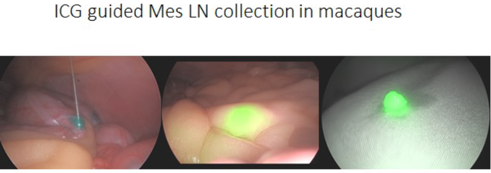 The use of ICG to identify MLN in obese macaques