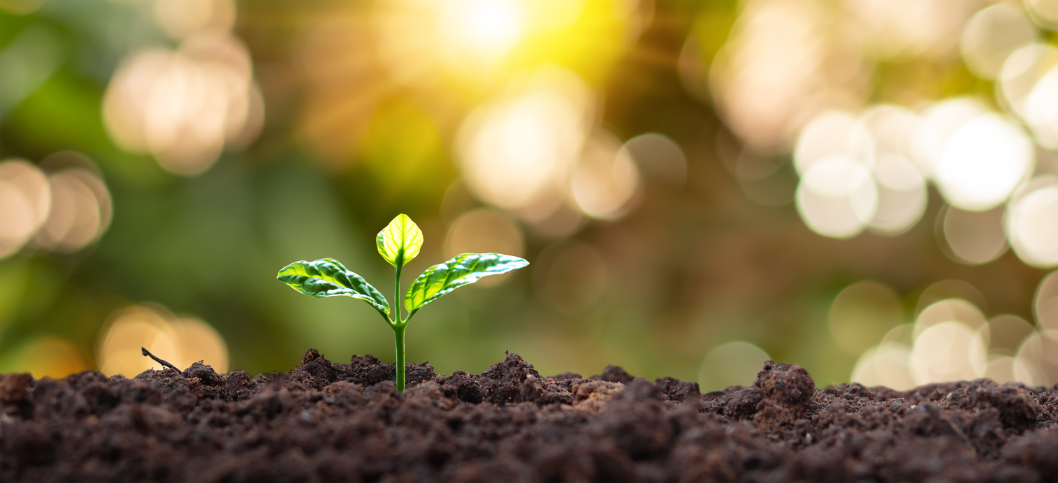 A plant growing