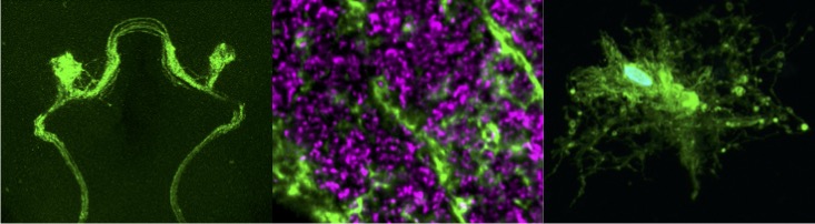 Imaging of neuronal-glial interactions in Drosophila melanogaster fruit flies