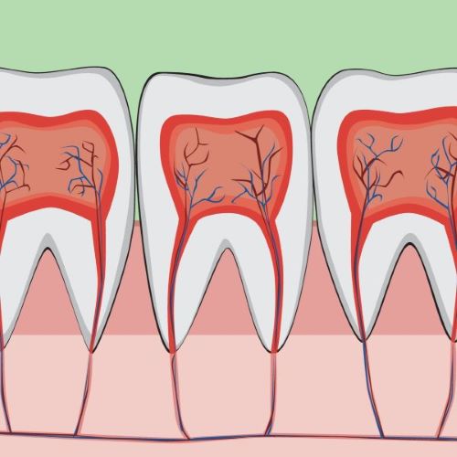 Color drawing of a tooth cross section showing the root and vascular structures.