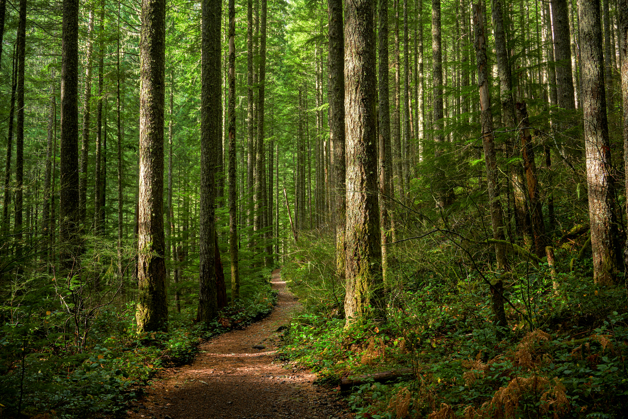 Oregon Forest