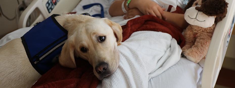 A labrador-golden retriever named Casey with blonde hair, kind eyes and floppy ears lays on a young patient's lower legs. Her front paws face the patient's face, but her head is turned toward the camera. She wears a blue vest. 