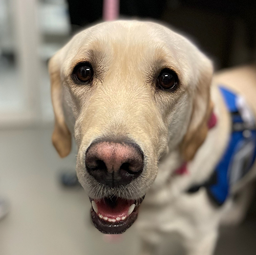 Casey, a labrador-golden retriever, looks at the camera with alert eyes and her mouth slightly open. Her face is tilted slightly up, fills most of the frame and is in focus. Part of her body and blue vest are visible but out of focus.  