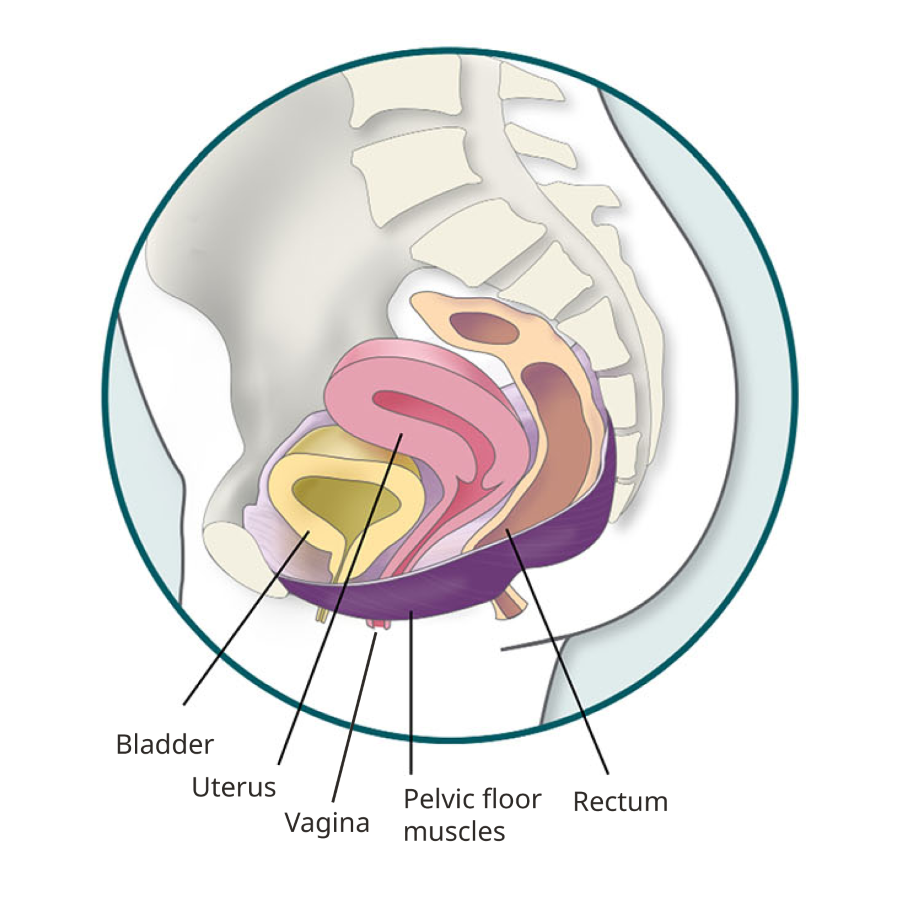 A simple illustration of how the bladder, uterus, vagina and rectum rest on (and put pressure on) the pelvic floor muscles beneath them.