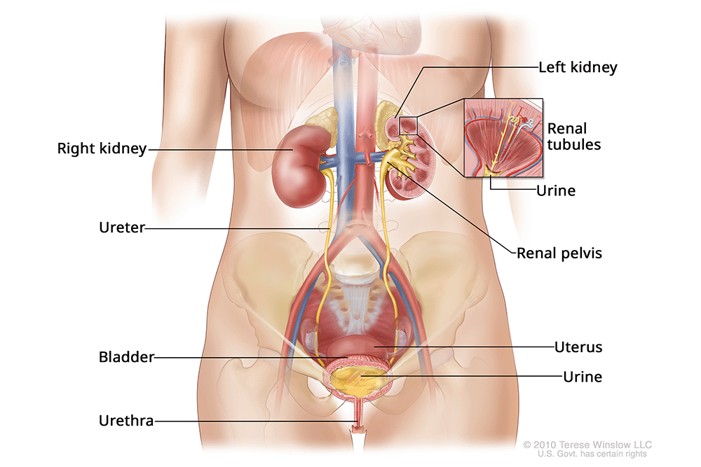A drawing of the female torso that names the parts of the urinary system and shows how urine moves through them.