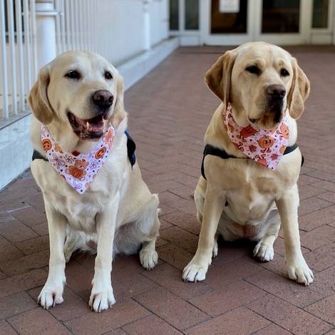 Two labrador-golden retriever mixes sit side by side on a brick walkway outside Doernbecher. Both look in the same direction. Casey, her mouth open in what looks like a smile, wears a white kerchief decorated with bears, pumpkins and flowers. Darby, with a coat a little darker than Casey’s, wears a pink kerchief with pumpkins and fall leaves.