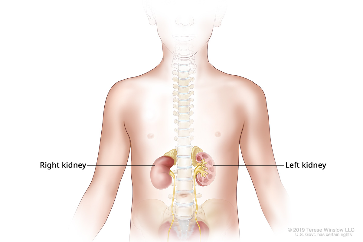 A diagram showing the anatomy of the human kidneys.