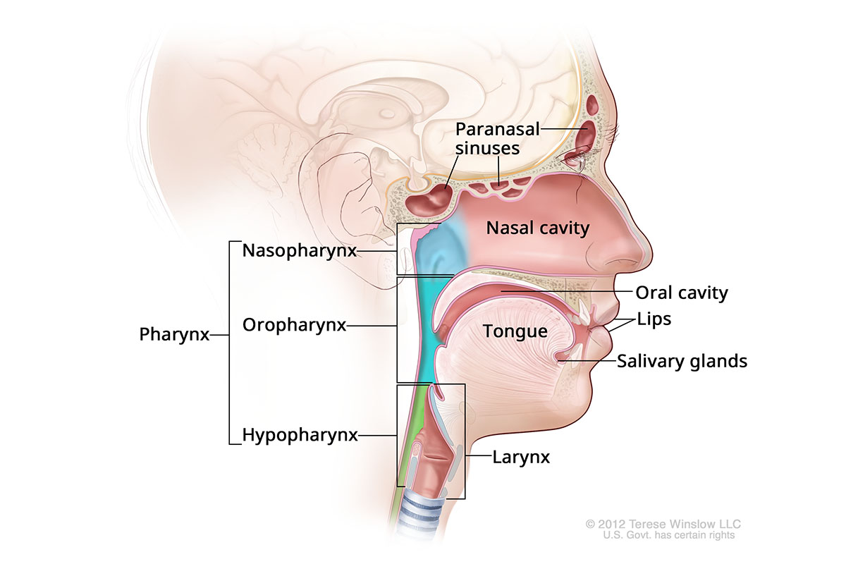 Illustration of where head and neck cancers are found.