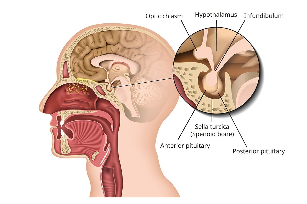 Diagram of the anatomy of the pituitary gland